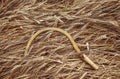 Nature with agricultural tool sickle on a background of ripe gold ears of bread