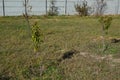 Agricultural tree planting in autumn in the ground