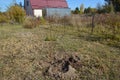 Agricultural tree planting in autumn in the ground