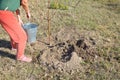 Agricultural tree planting in autumn in the ground