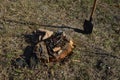 Agricultural tree planting in autumn in the ground