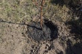 Agricultural tree planting in autumn in the ground