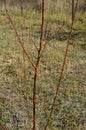 Agricultural tree planting in autumn in the ground