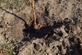 Agricultural tree planting in autumn in the ground