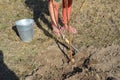 Agricultural tree planting in autumn in the ground