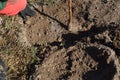 Agricultural tree planting in autumn in the ground