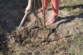 Agricultural tree planting in autumn in the ground