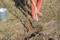 Agricultural tree planting in autumn in the ground