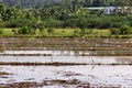 Agricultural tropical landscape