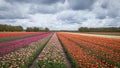 Agricultural tulip fields are in full bloom in the colors orange, red and pink