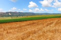 Agricultural valley landscape. Field of mown wheat and green field of flowering clover. Harvesting