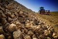 Agricultural vehicle harvesting sugar beet