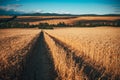 Agricultural wheat field under blue sky. Rich harvest theme. Rural autumn landscape with ripe golden wheat Royalty Free Stock Photo