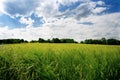 Agricultural wheat fields. Summer time in a nature. Sun light. Green fields and windy weather. Rural scene Royalty Free Stock Photo