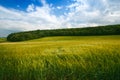 Agricultural wheat fields. Summer time in a nature. Sun light. Green fields and windy weather. Rural scene Royalty Free Stock Photo