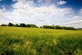 Agricultural wheat fields. Summer time in a nature. Sun light. Green fields and windy weather. Rural scene Royalty Free Stock Photo