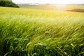 Agricultural wheat fields. Summer time in a nature. Sun light. Green fields and windy weather. Rural scene Royalty Free Stock Photo