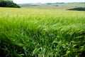 Agricultural wheat fields. Summer time in a nature. Sun light. Green fields and windy weather. Rural scene Royalty Free Stock Photo