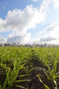 Agricultural winter crops grow on a field with black soil