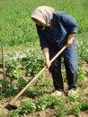 Agricultural work