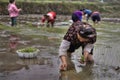Agricultural work, asian women rice seedling transplanting in ru Royalty Free Stock Photo