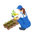 Agricultural work. Isometric seedling transplanting process. Young vegetable seedlings of transplanting into peat pots Royalty Free Stock Photo