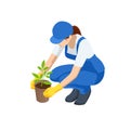 Agricultural work. Isometric seedling transplanting process. Young vegetable seedlings of transplanting into peat pots Royalty Free Stock Photo