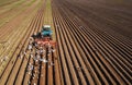 Agricultural work on a tractor farmer sows grain. Hungry birds are flying behind the tractor, and eat grain from the arable land