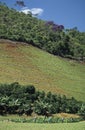 Agricultural worker and deforestation in Brazil. Royalty Free Stock Photo