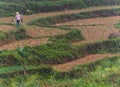 Agricultural worker terraced field Vietnam