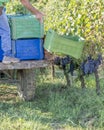 An agricultural worker throws the boxes for the harvesting of grapes in the vineyard of a Chianti winery, Tuscany, Italy Royalty Free Stock Photo