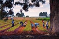 Agricultural workers care for a strawberry field