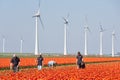 Agricultural workers reviewing tulip field with windturbines in the Netherlands Royalty Free Stock Photo