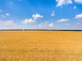 Agriculturally used areas with yellow ripe wheat, sunny day with blue sky, panorama