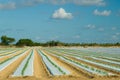 Plantation covered in plastic film