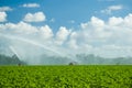 Watering plantation