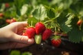 Agriculture in action Female farmer harvesting fresh organic strawberries in garden