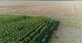 Agriculture Aerial Shot of Corn Field