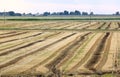 Agriculture along the Adriatic Sea, Italy