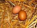Chicken eggs in the nest of straw
