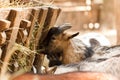 Agriculture animal farming rural portrait. breed barn Royalty Free Stock Photo