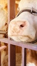 Agriculture animal sick. Cow portrait, beef meat. Milk kine