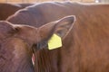 Agriculture animal sick. Cow portrait, beef meat. Milk kine. Ear tag and label