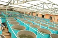 Agriculture aquaculture farm Royalty Free Stock Photo