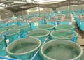 Agriculture aquaculture farm Royalty Free Stock Photo