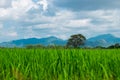 agriculture of asia beautiful scenery asian rice field with clear sky. image for nature, food, farm, industry, landscape, country Royalty Free Stock Photo