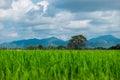 agriculture of asia beautiful scenery asian rice field with clear sky. image for nature, food, farm, industry, landscape, country Royalty Free Stock Photo