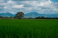 agriculture of asia beautiful scenery asian rice field with clear sky. image for nature, food, farm, industry, landscape, country Royalty Free Stock Photo