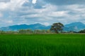 agriculture of asia beautiful scenery asian rice field with clear sky. image for nature, food, farm, industry, landscape, country Royalty Free Stock Photo