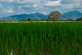agriculture of asia beautiful scenery asian rice field with clear sky. image for nature, food, farm, industry, landscape, country Royalty Free Stock Photo